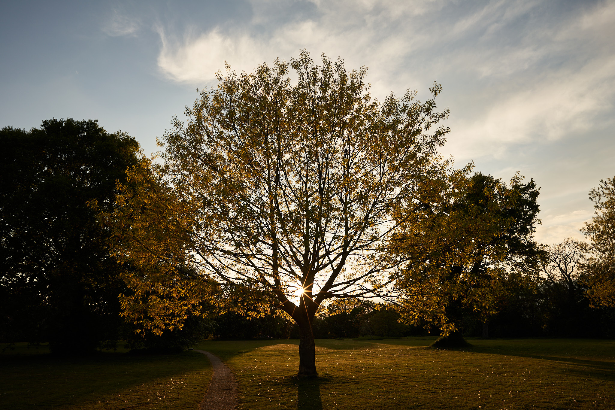 Tree